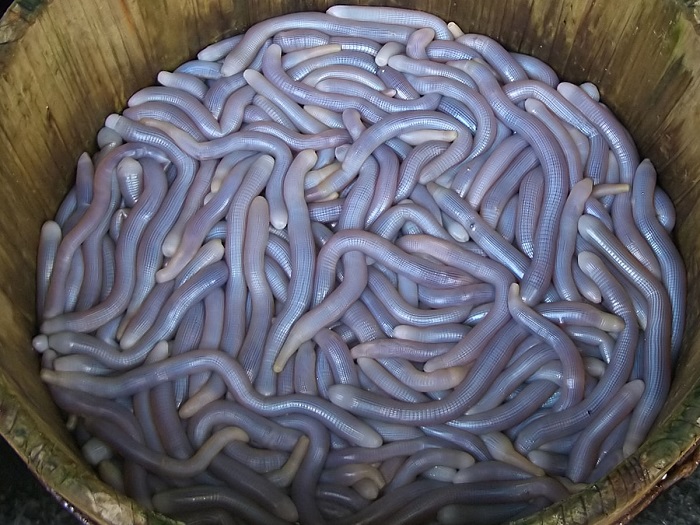 Sá sùng tươi