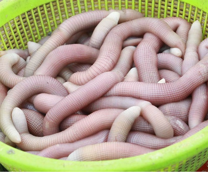 Làm sạch sá sùng tươi