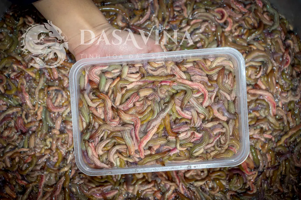 DASAVINA chuyên cung cấp rươi Tứ Kỳ thuộc Hàng Việt Nam chất lượng cao