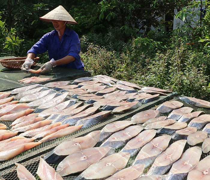 Cá thu DASAVINA được phơi dưới nắng tự nhiên tại vùng biển Hạ Long