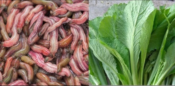 Canh rươi rau cải - Món ngon tuyệt vời cho mùa Đông miền Bắc