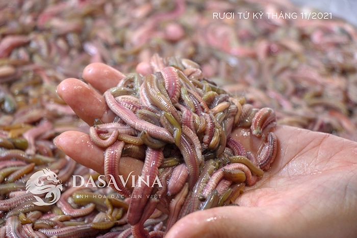DASAVINA - Rươi tươi Tứ Kỳ thơm ngon chính hiệu