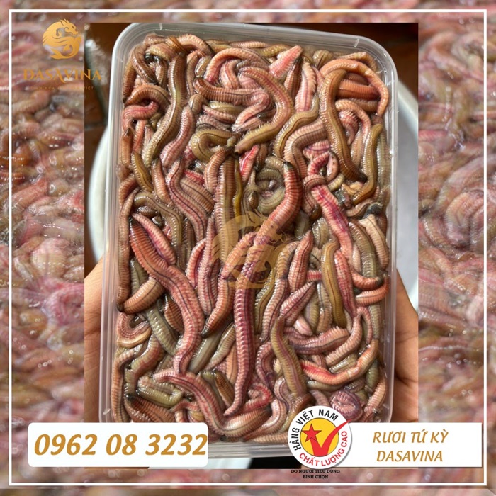 DASAVINA - Rươi tươi Tứ Kỳ số 1 tại Hà Nội