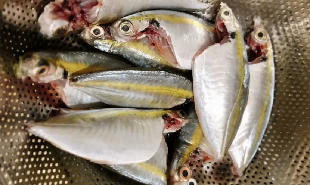 Sơ chế cá sạch sẽ giúp món cá kho tiêu bớt tanh và lên vị ngon hơn